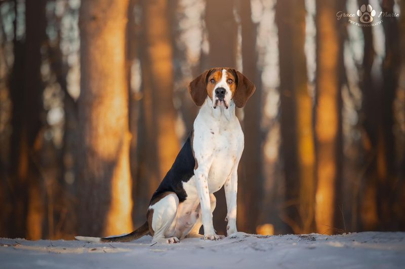 Coonhound