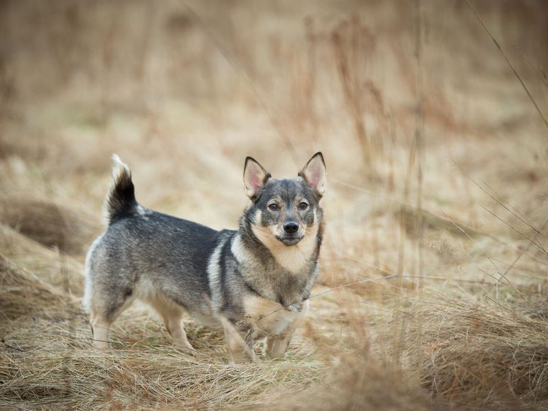 Swedish Vallhund