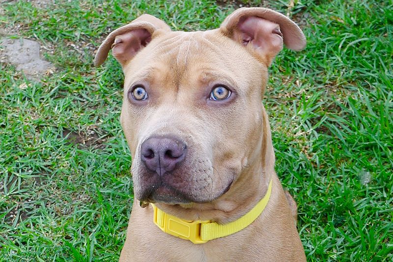 American Pit Bull Terrier