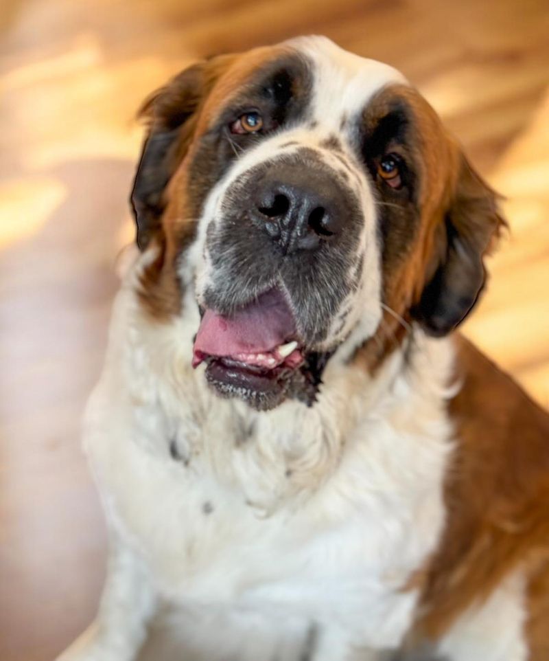 Saint Bernard