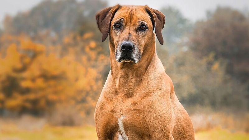 Rhodesian Ridgeback