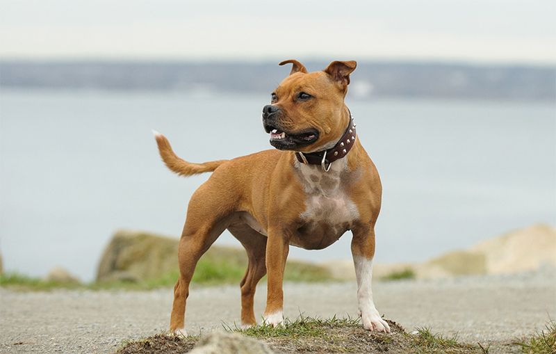 Staffordshire Bull Terrier