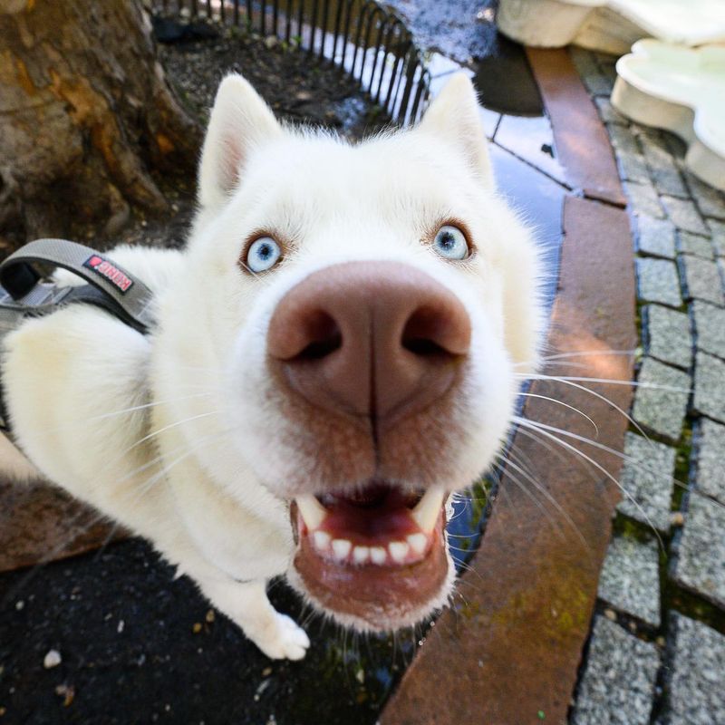 Siberian Husky