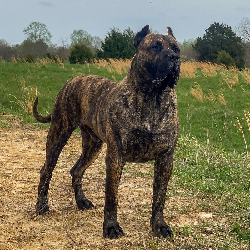 Presa Canario
