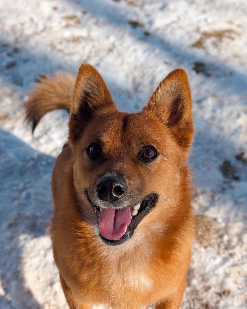 Finnish Spitz