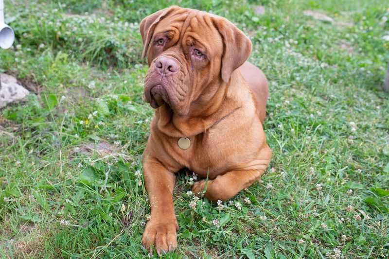 Dogue de Bordeaux