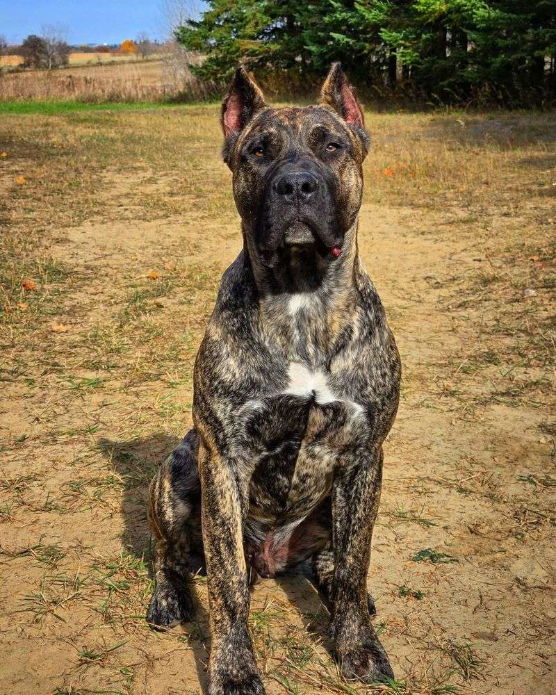 Presa Canario