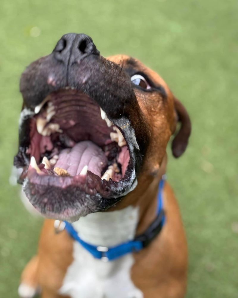 Boxer
