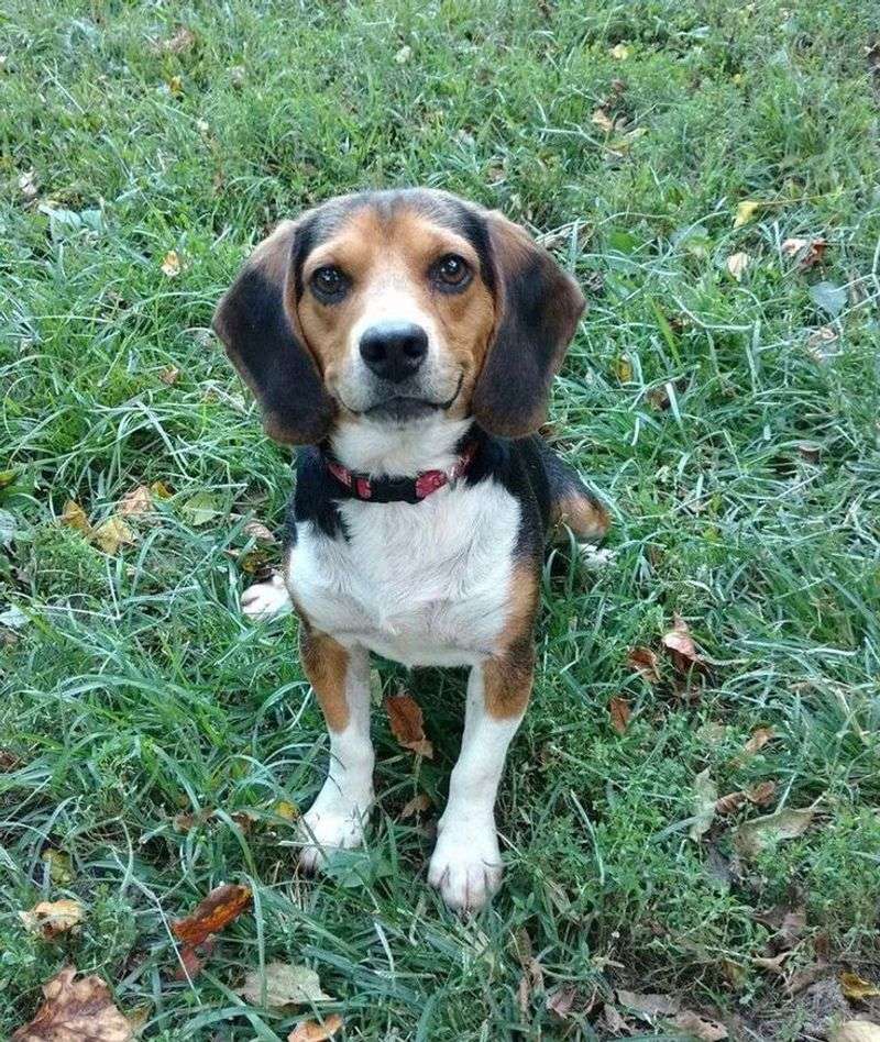 Beagle