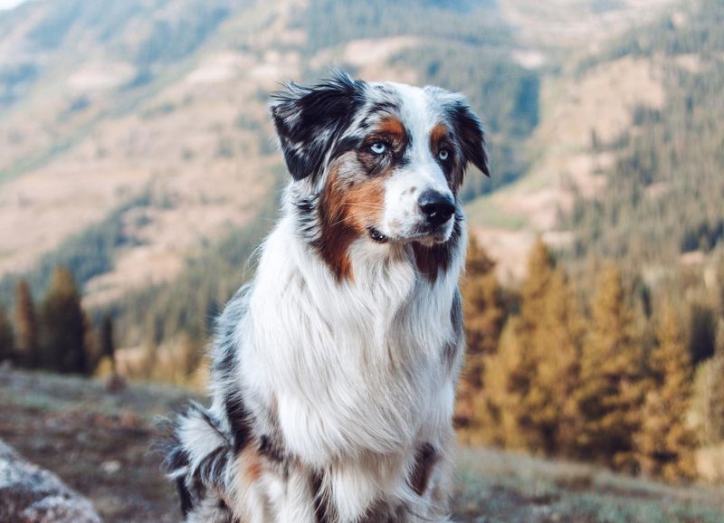 Australian Shepherd