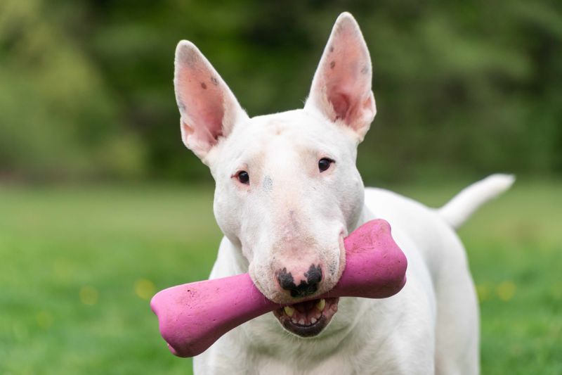 Bull Terrier