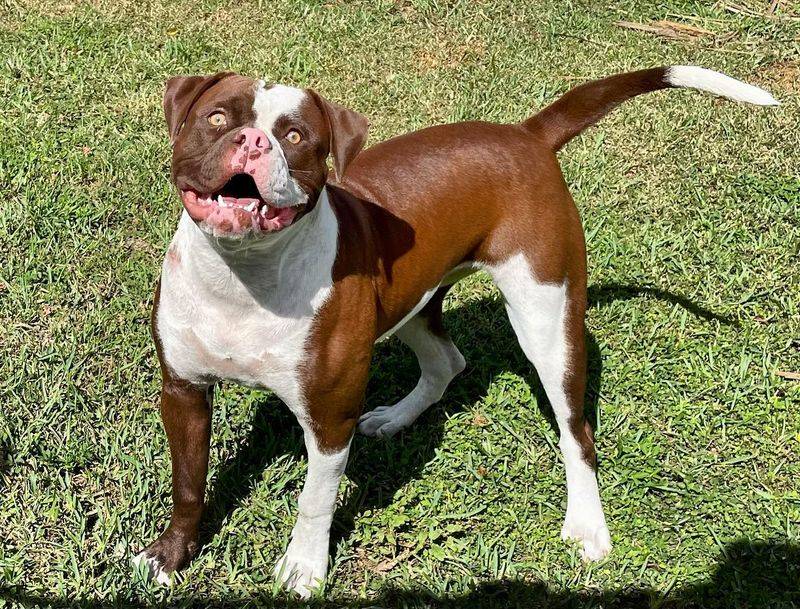 American Bulldog