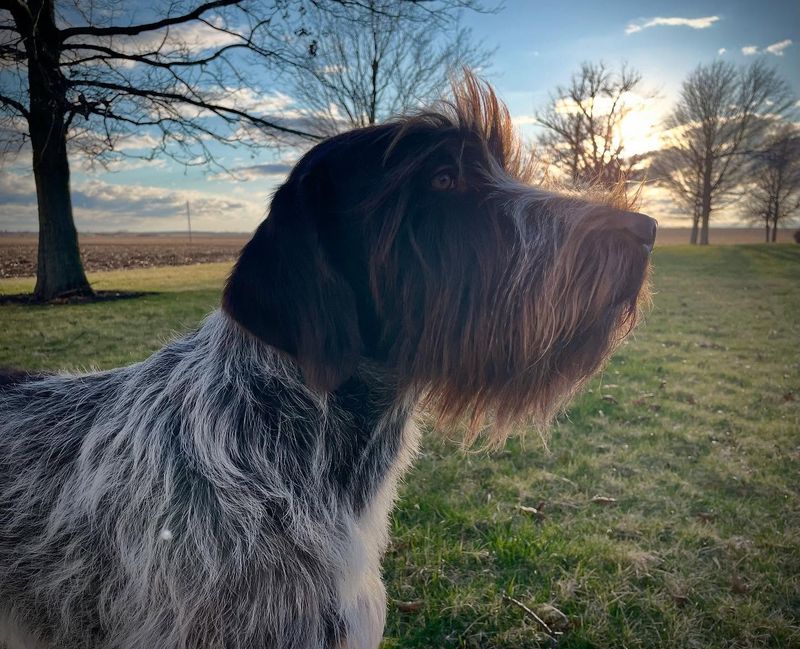 Wirehaired Pointing Griffon