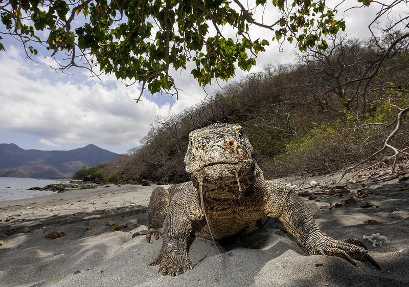 Komodo Dragon