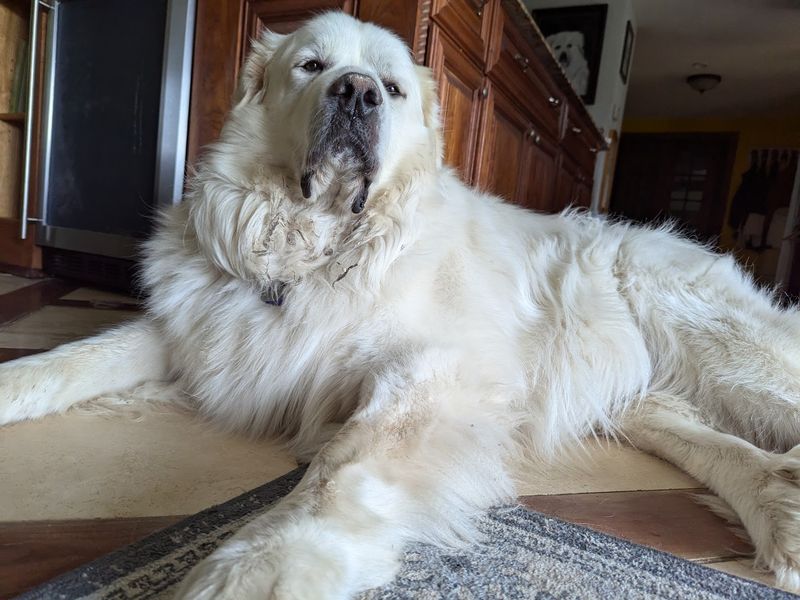 Great Pyrenees