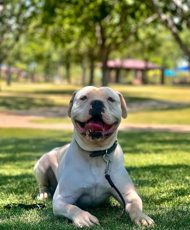 American Bulldog