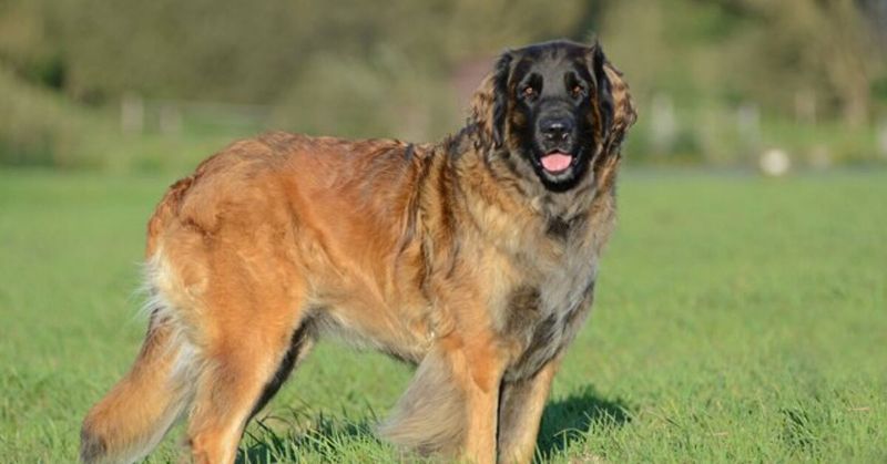 Leonberger