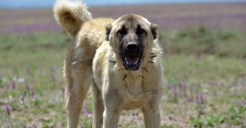 Kangal