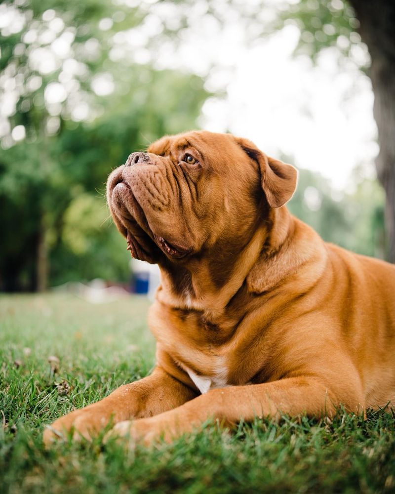 Dogue de Bordeaux