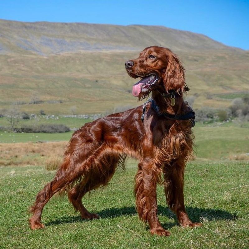 Irish Setter