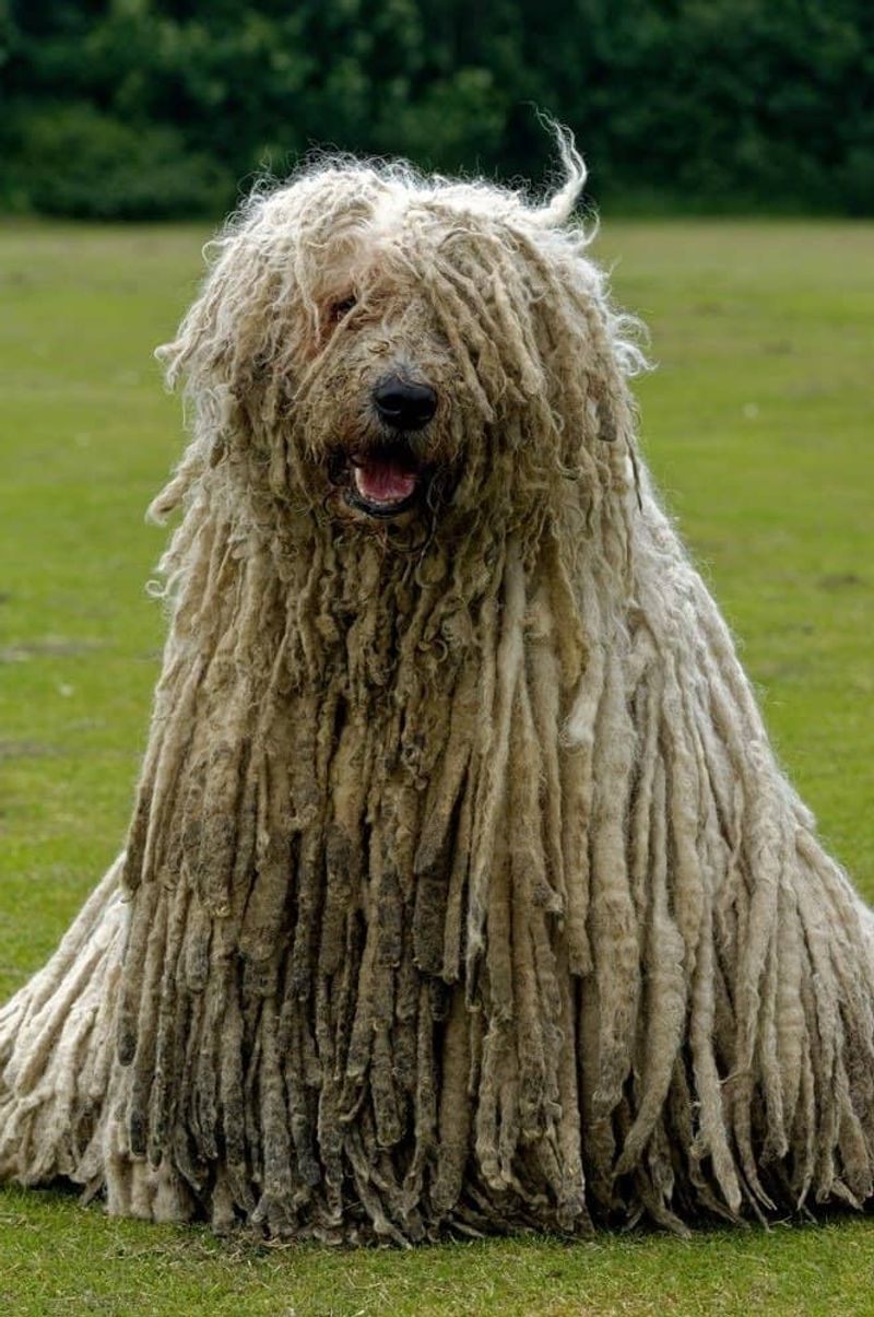 Komondor