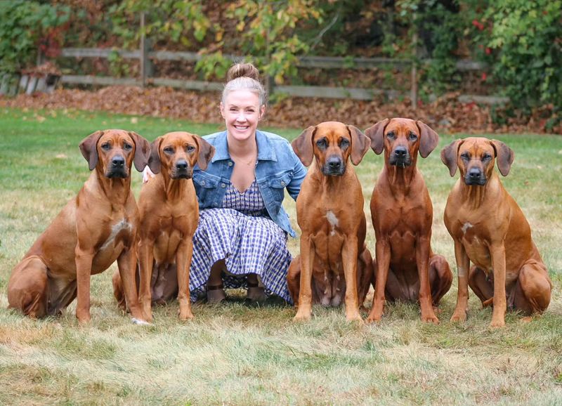 Rhodesian Ridgeback