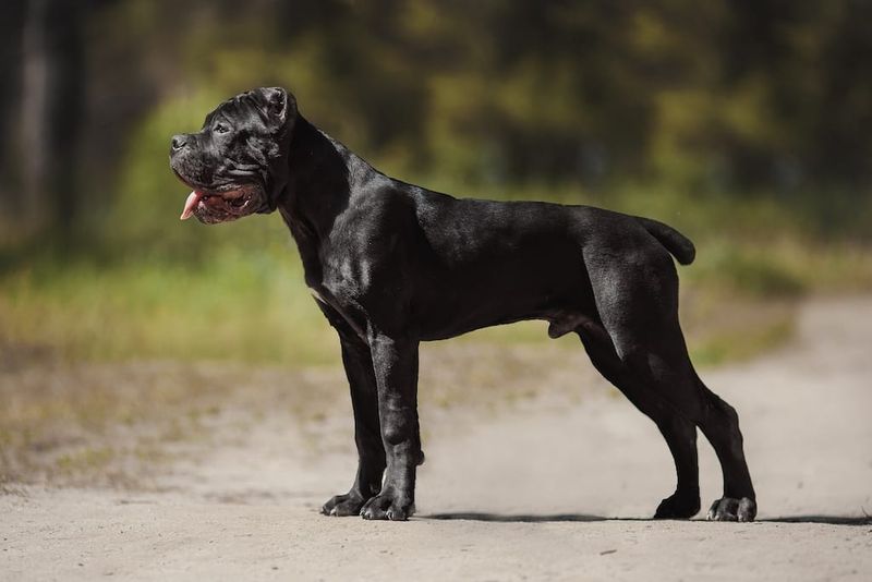 Cane Corso