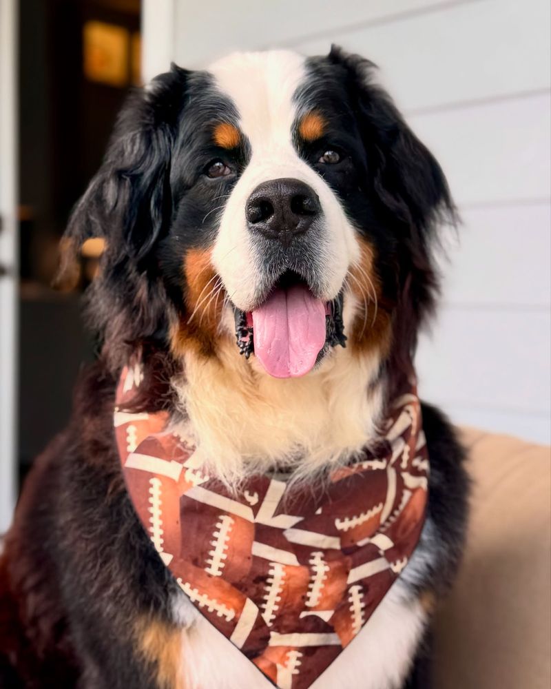Bernese Mountain Dog