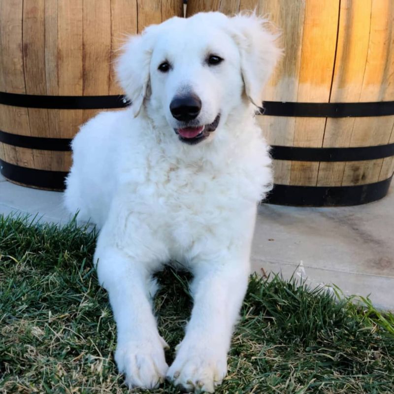 Kuvasz