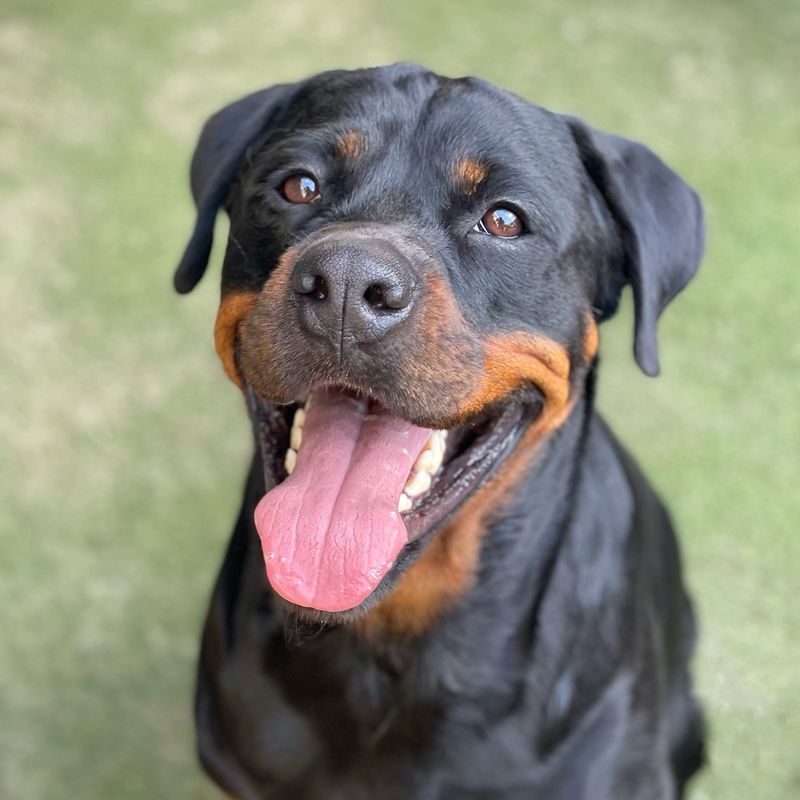 Rottweiler