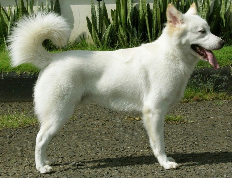 Kintamani