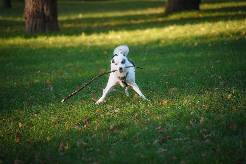 Playing Fetch in the Yard
