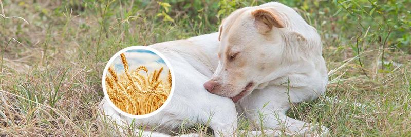 Wheat
