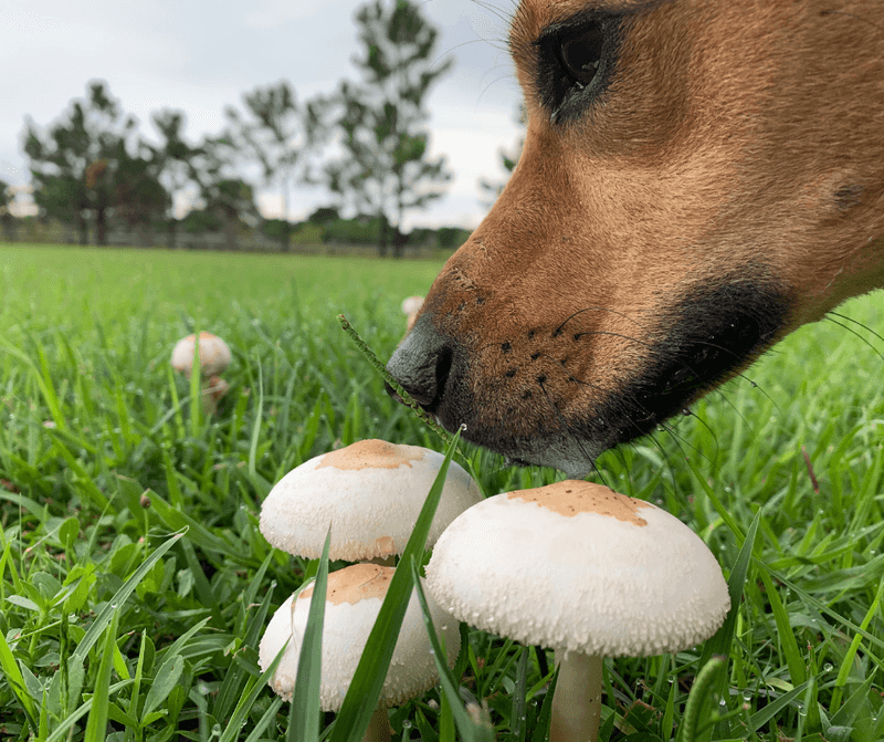 Mushrooms