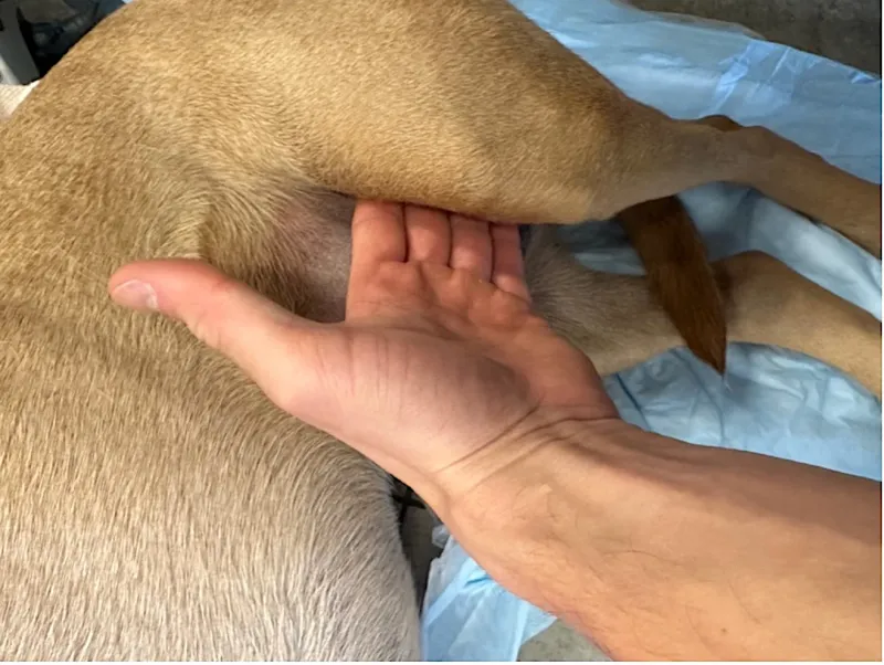 Look for Pulse in Femoral Artery