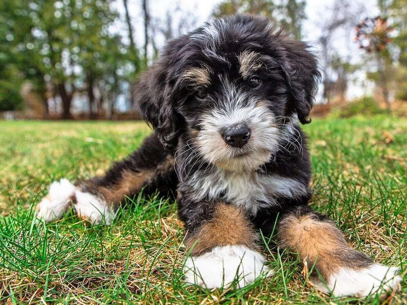 Bernedoodle