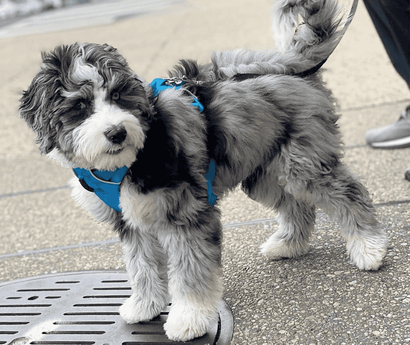 Bordoodle