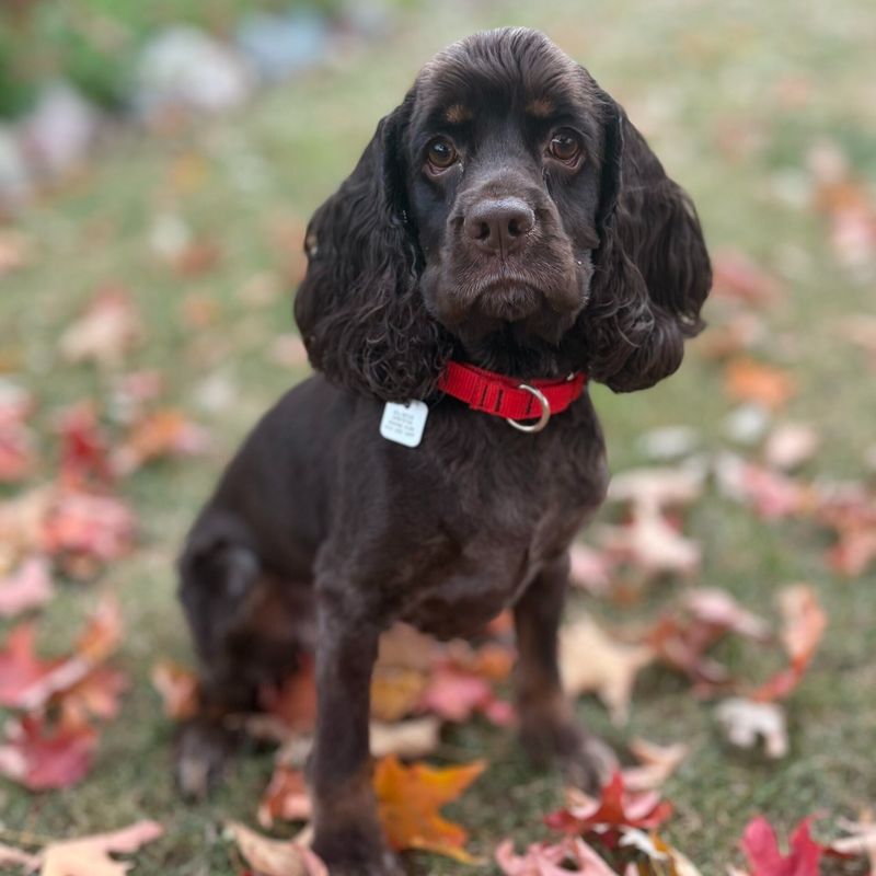 Cocker Spaniel