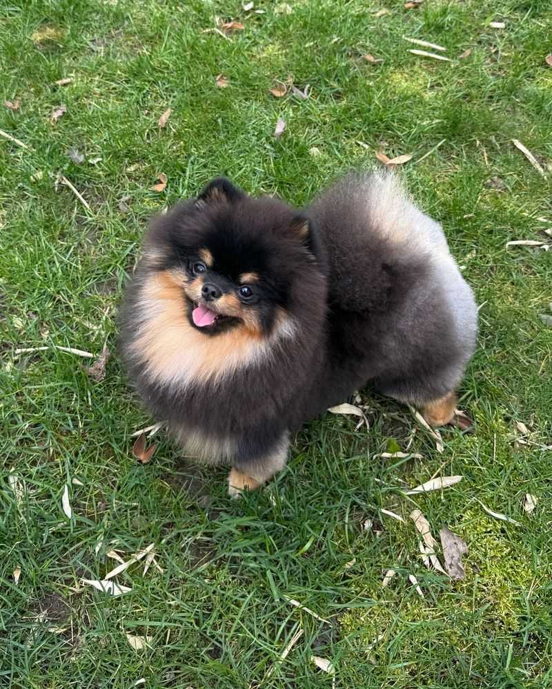 Pomeranian