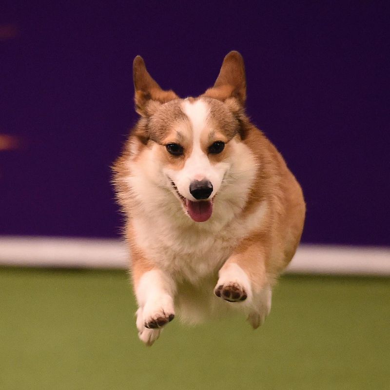 Pembroke Welsh Corgi