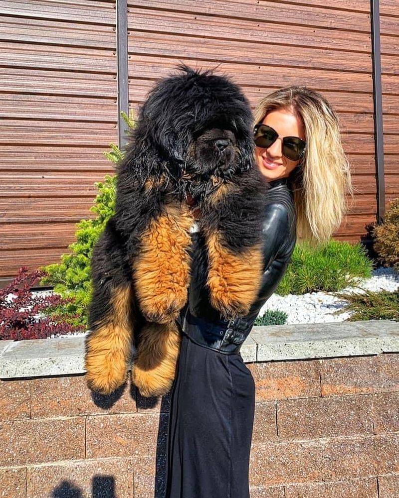 Tibetan Mastiff