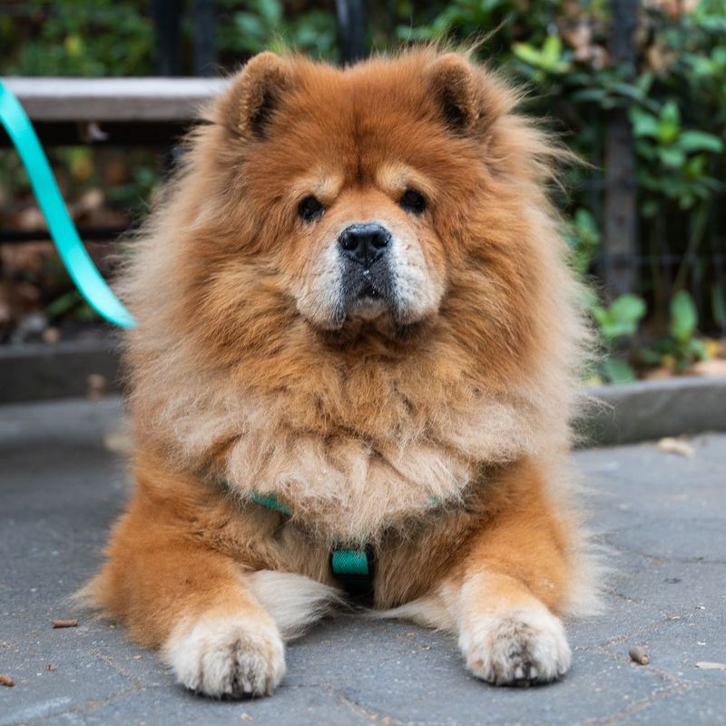 Chow Chow