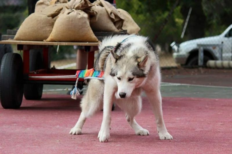 Alaskan Malamute