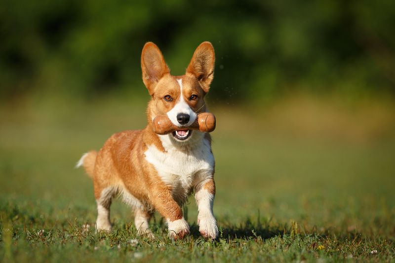 Pembroke Welsh Corgi