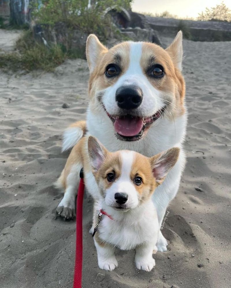Pembroke Welsh Corgi