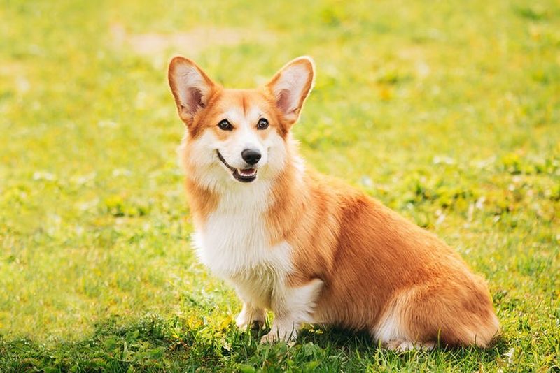 Pembroke Welsh Corgi