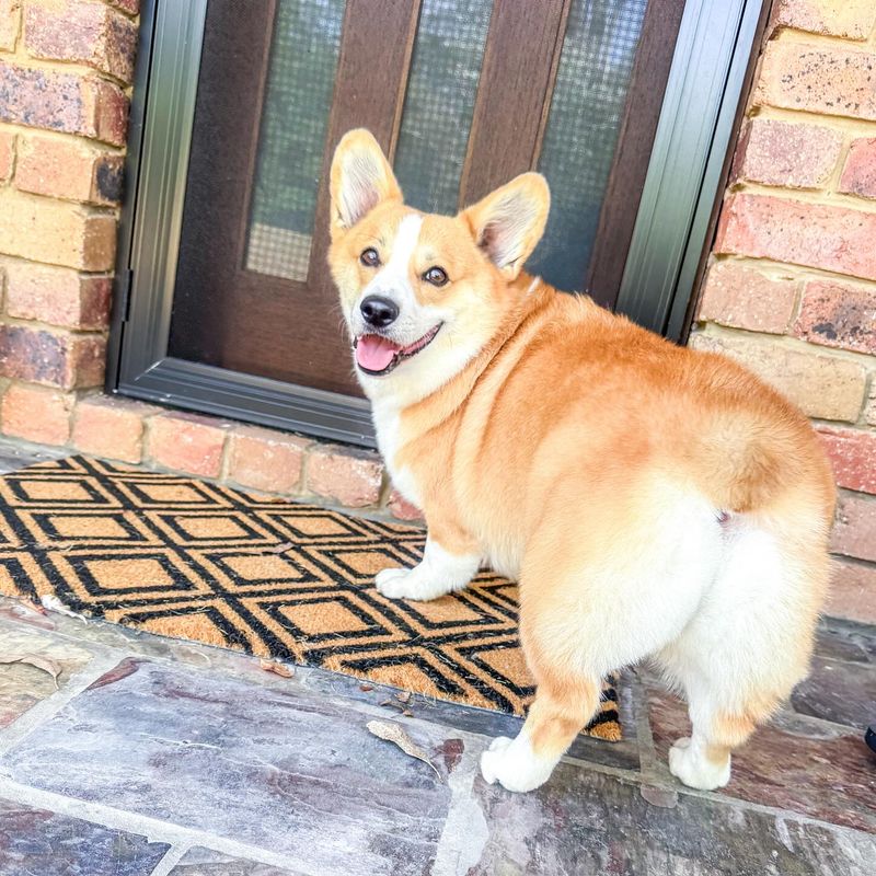 Pembroke Welsh Corgi