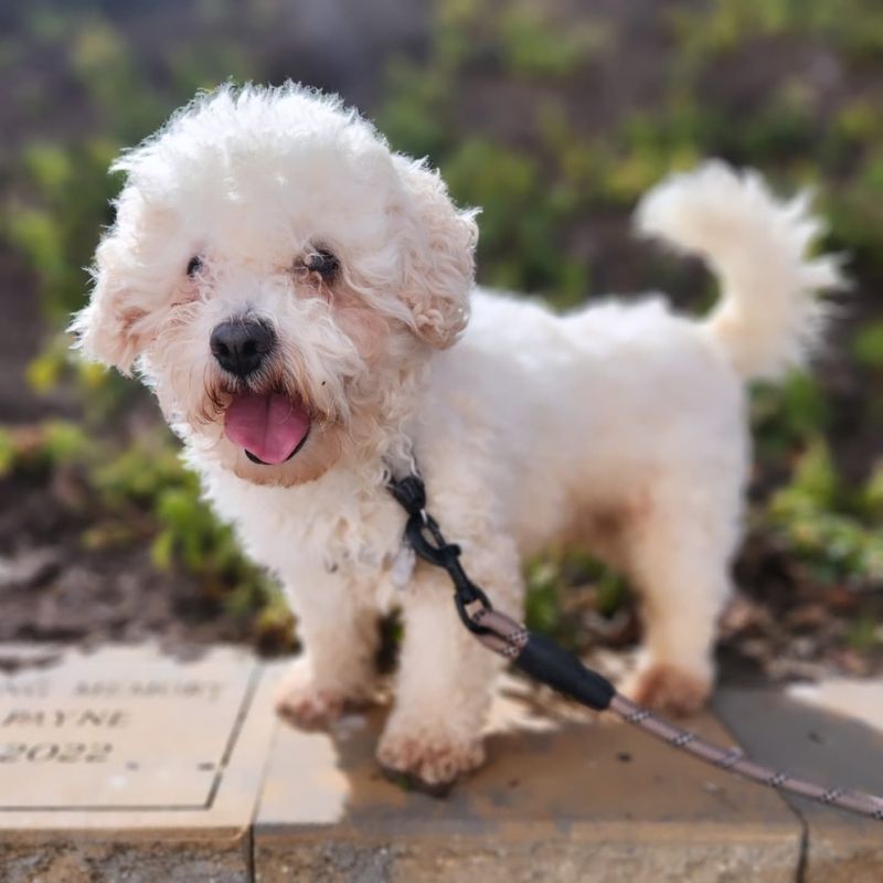 Bichon Frise - Underrated