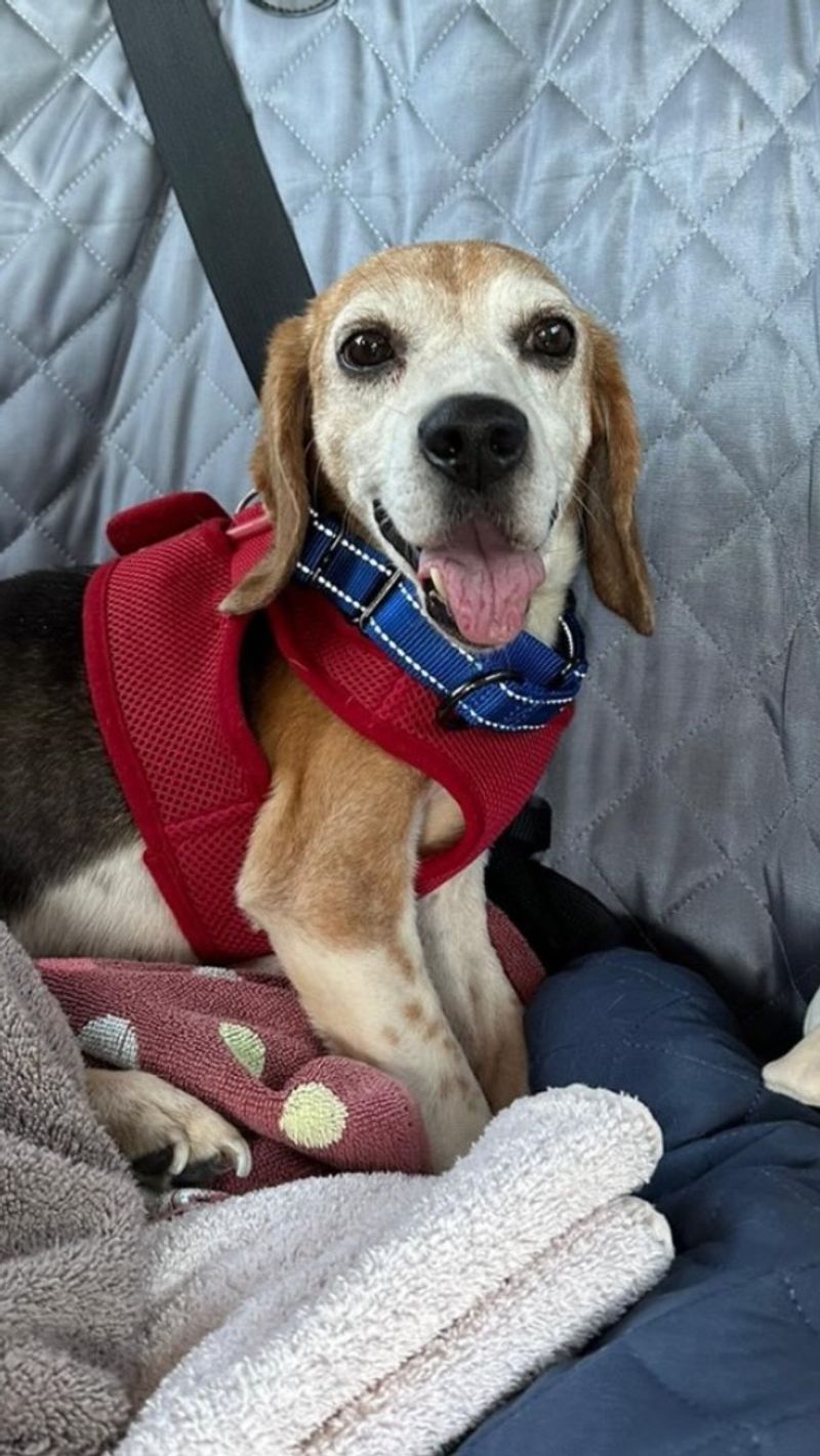 Beagle
