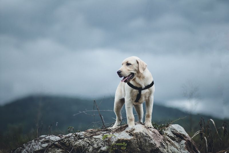 Labrador Retriever